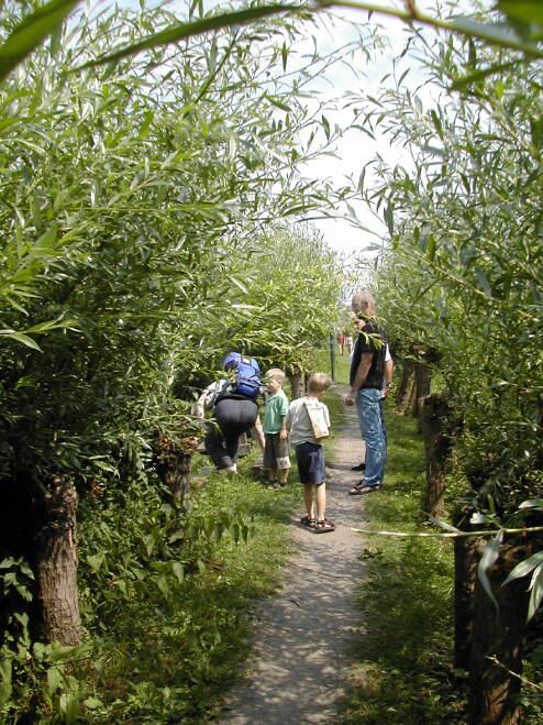 wandelen in de Dordtse Biesbosch